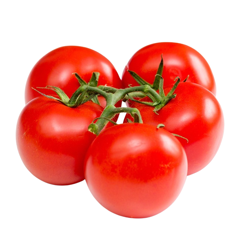 Tomaten Strauch rot