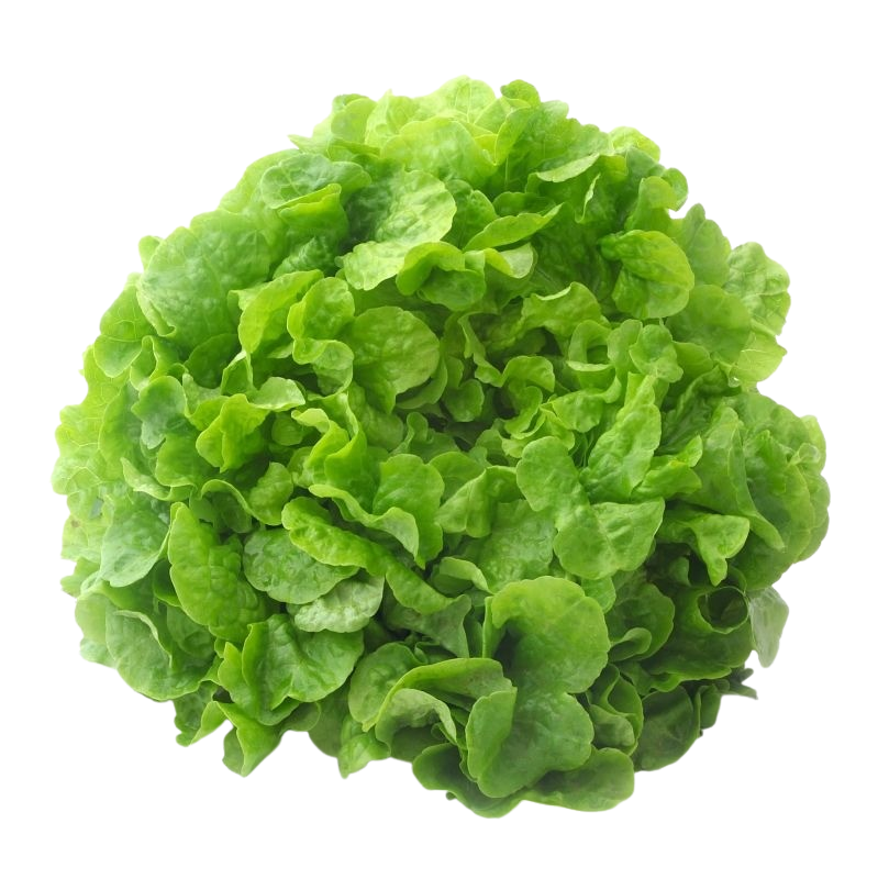 Eichblatt-Salat grün