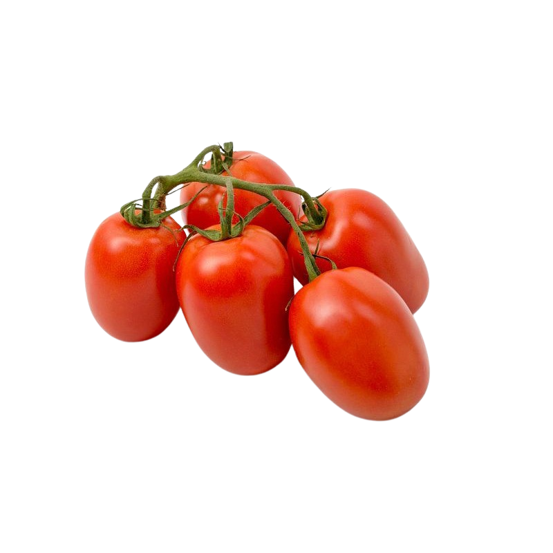 Tomaten Roma Strauch