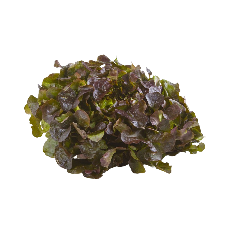 Eichblatt-Salat rot