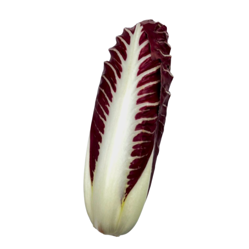 Radicchio  Treviso