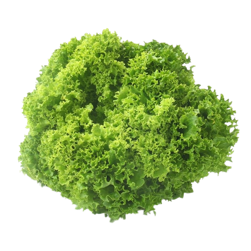 Lollo-Salat grün (Bionda)