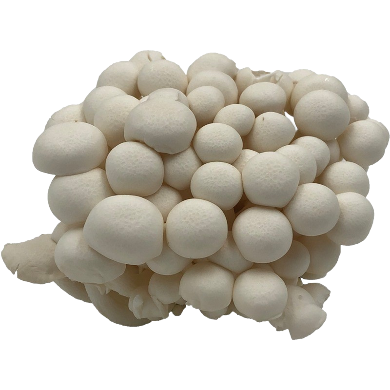 Pilze Buchenpilze weiß 150g (Shimeji)