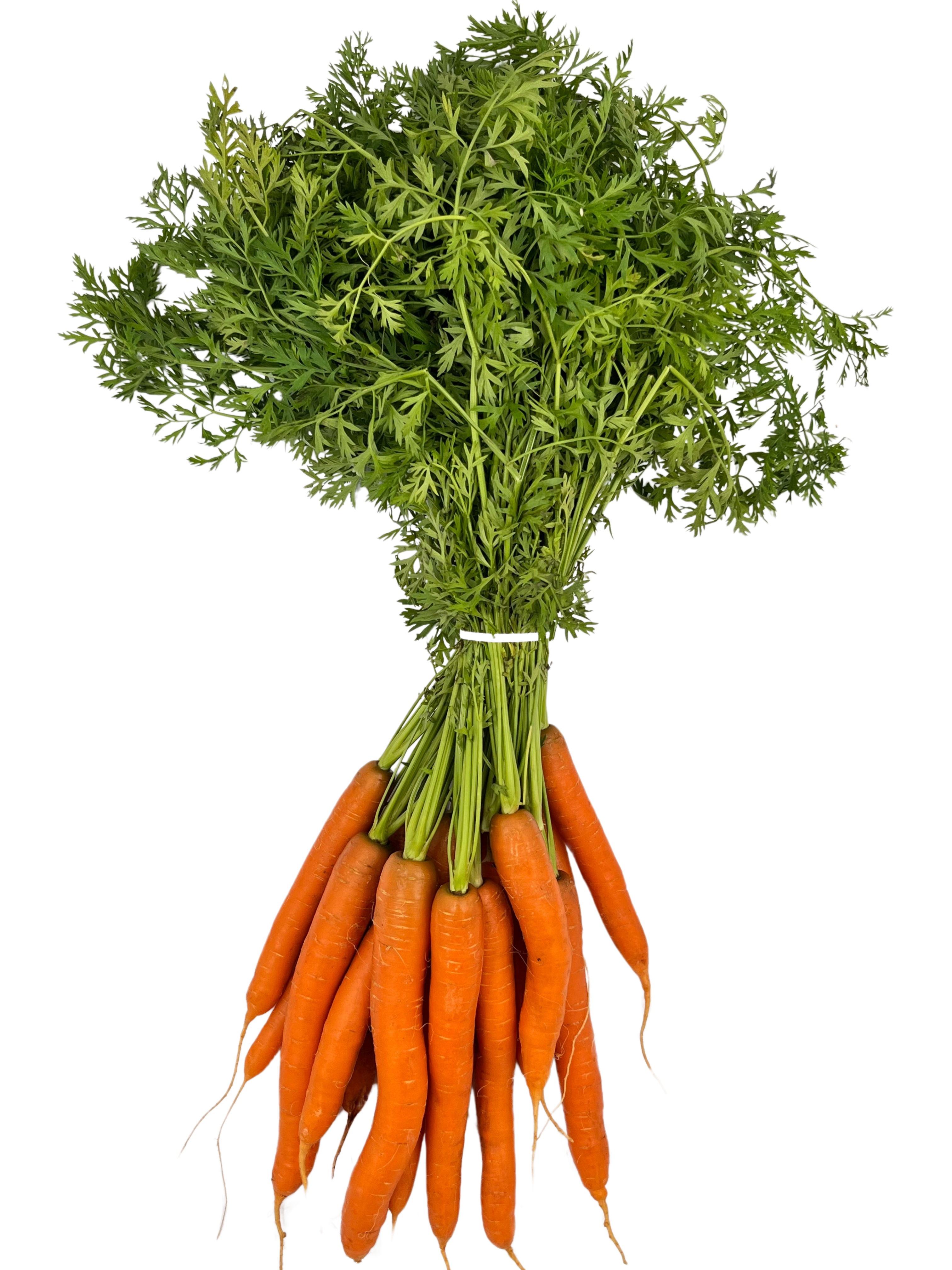 Karotten mit Laub