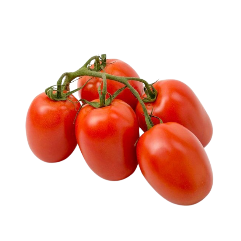 Tomaten Roma Strauch