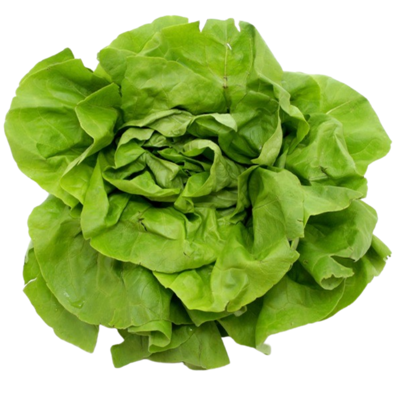 Kopfsalat